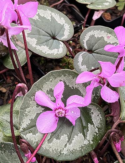 Cyclamen coum Silver Leaf